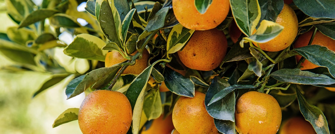 Citrus Note