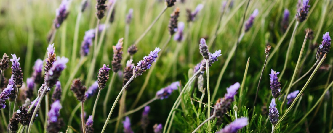 Herbal Note